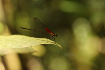 Dragonfly is sitting on a leaf.