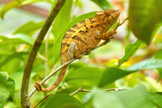 Chameleons of Madagascar: Yellow and brown striped Panther Chameleon, Furcifer pardalis in typical green forest environment.  Andasibe, Madagascar.
