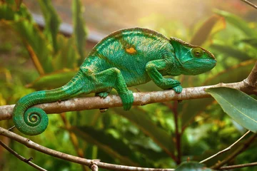 Foto op Canvas Bright green Parson's chameleon, Calumma parsonii, huge colourful chameleon climbing up tree branch, Wild animal, Madagascar. © Martin Mecnarowski