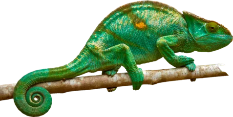 Poster Isolated Bright green Parson's chameleon, Calumma parsonii, huge colourful chameleon climbing up tree branch, curled tail, Wild animal, Madagascar. © Martin Mecnarowski