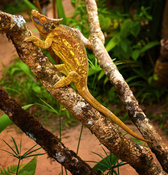 Calumna parsonii, parsons chameleon,  lizard endemic to madagascar. Wild animal. 