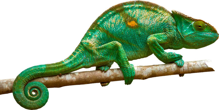 Isolated Bright green Parson's chameleon, Calumma parsonii, huge colourful chameleon climbing up tree branch, curled tail, Wild animal, Madagascar.
