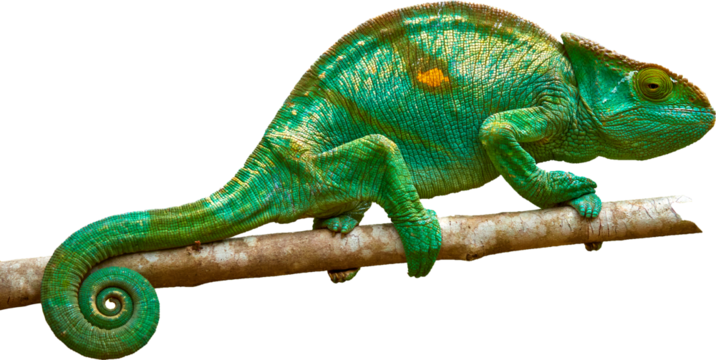 Isolated Bright green Parson's chameleon, Calumma parsonii, huge colourful chameleon climbing up tree branch, curled tail, Wild animal, Madagascar.