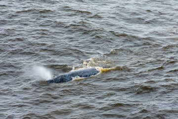 Obraz premium Grey Whale off Oregon Coast, USA