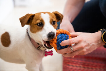 jack russel terrier playing with ball - obrazy, fototapety, plakaty