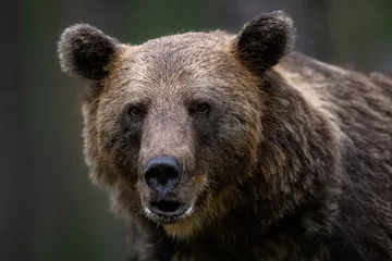 Foto op Canvas Portrait of brown bear in the forest © Erik Mandre