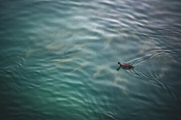 Eurasian coot swimming at lake constance harbor in early morning hours. Steamer harbor, Constance,...