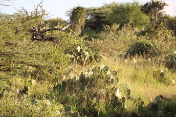 Obraz na płótnie Canvas The sun sets on the Serengeti, casting a golden glow on the plains.