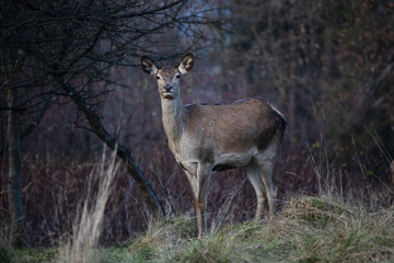 Deer standing sideways in the forest in the brown mood