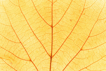 Macro photo of autumn yellow elm leaf with natural texture as natural background. Fall aesthetic backdrop with yellow leaves texture close up with veins, autumnal foliage, beauty of nature.