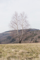 Lone birch tree standing in a meadow with hills in the background
