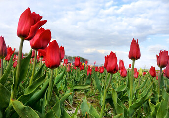 Kwiaty tulipany