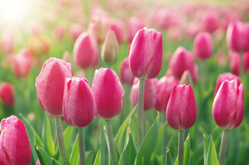 Kwiaty tulipany, tapeta - obrazy, fototapety, plakaty