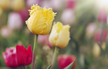 Żółte tulipany, wiosenne kwiaty. Pole tulipanów