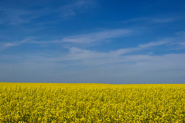 Obraz premium Yellow rapeseed canola field closeup. blooming bright flowers. long green stems. blue sky and white clouds. rural field. farming and agriculture. spring scene. vegetable cooking oil production