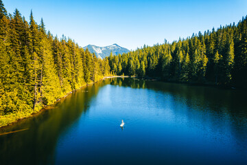 A woman paddleborading on Talapus Lake of the Alpine Lake Wilderness  with Cedars and Hemlock trees...