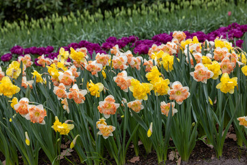 yellow daffodils and purple tulips blooming in a garden