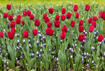 Red tulips and blue muscari blooming in a garden