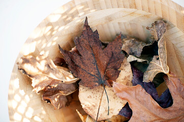 Leaves in a wood bowl. Still Life Photography.