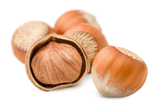 hazelnut nuts on a white isolated background, front view