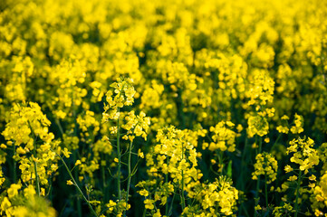 Intensiv gelb blühende Rapspflanzen auf einem Rapsfeld
