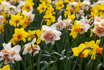 yellow and white daffodils flowers blooming in a garden