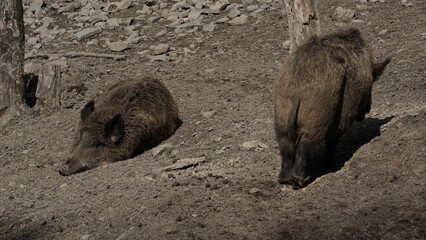 Dzik euroazjatycki– gatunek dużego, lądowego ssaka łożyskowego z rodziny świniowatych.  Jest jedynym przedstawicielem dziko żyjących świniowatych w Europie. Dzik jest popularnym zwierzęciem łownym. - obrazy, fototapety, plakaty