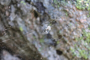 White spider with brown spots in the center of the web