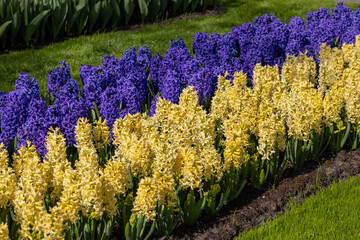 yellow and blue hyacinths blooming in a garden