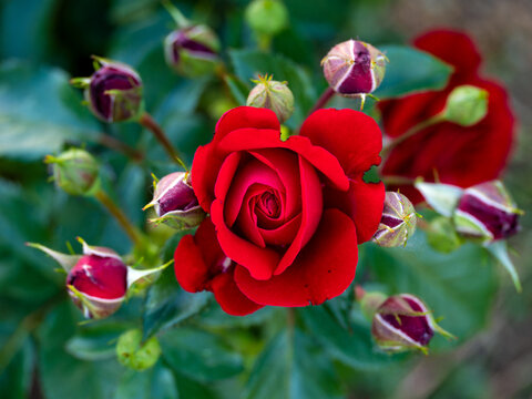 Rosa Roja