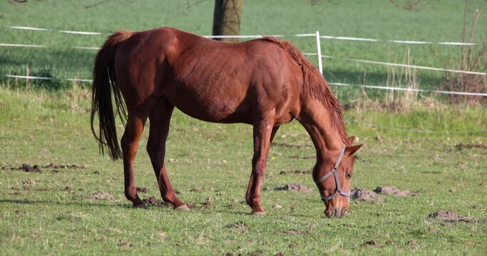 Brown splendid horse domestic animal grazing eating grass on a pasture lawn sunny day close up. Husbandry farming