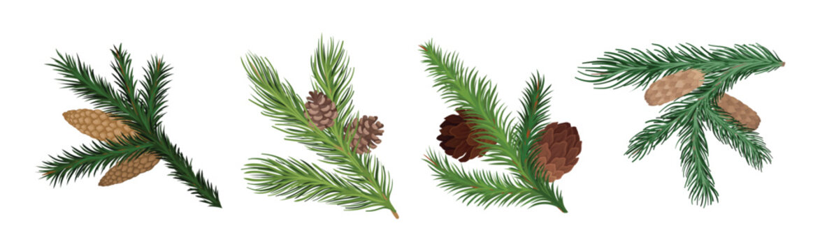 Coniferous Green Branch and Twig with Needles and Cone Vector Set