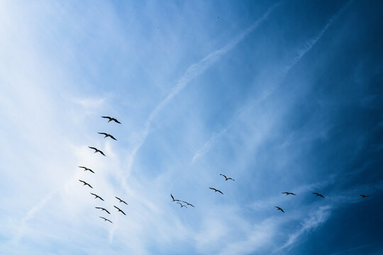 Cloudy sky and silhouette of flying birds. Tranquil scene, freedom, hope, motivation concept