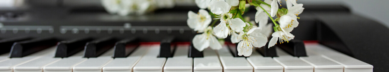 White bloom on piano keys. Beauty of music and nature. Beautiful background. Music concept. Banner © Olha Tsiplyar