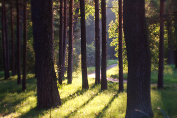 Blurred sunny forest in spring