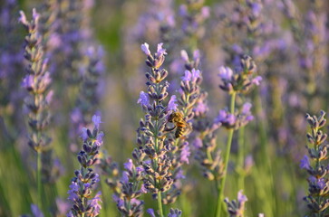 lavender flowers in the field