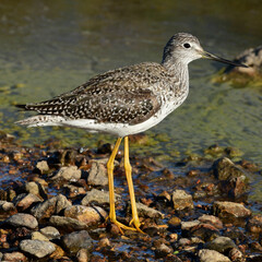 Greater Yellowlegs in Brazoria National Wildlife Refuge, Texas