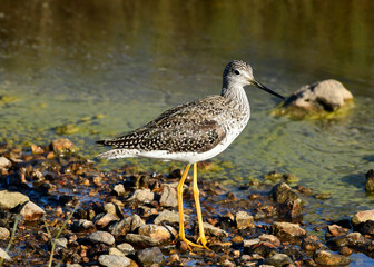 Greater Yellowlegs	