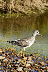 Greater Yellowlegs