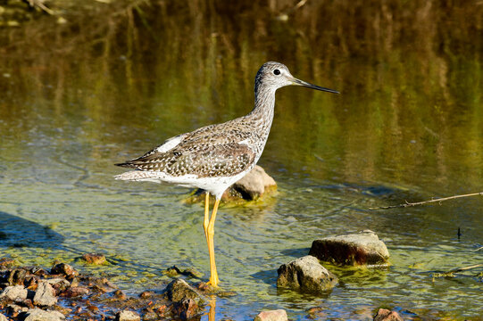 Greater Yellowlegs