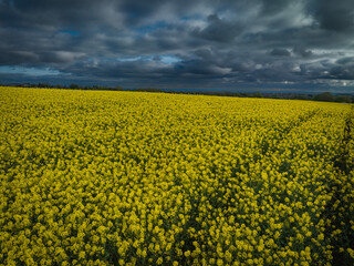Obraz premium Rapeseed Field 