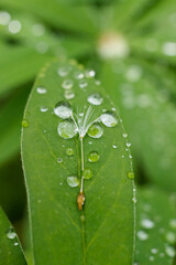 Drops on a blade of grass oblong closeup