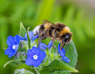 bee on a flower