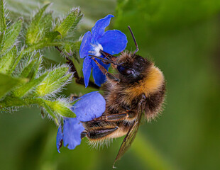 bee on a flower
