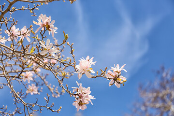 Tree branches with blooming Magnolia flowers outdoors, closeup