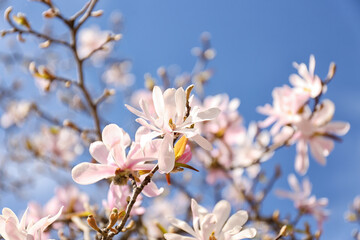 Tree branches with blooming Magnolia flowers outdoors, closeup