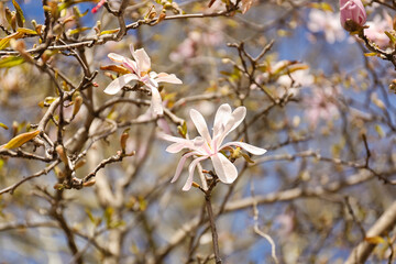 Tree branches with blooming Magnolia flowers outdoors, closeup