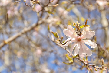 Tree branch with blooming Magnolia flower outdoors, closeup