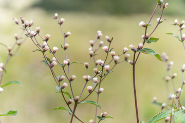 small wildflowers