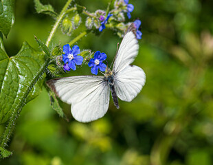 butterfly on a flower